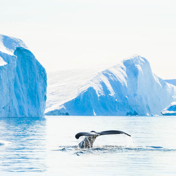 Baleine à bosse (Groenland)