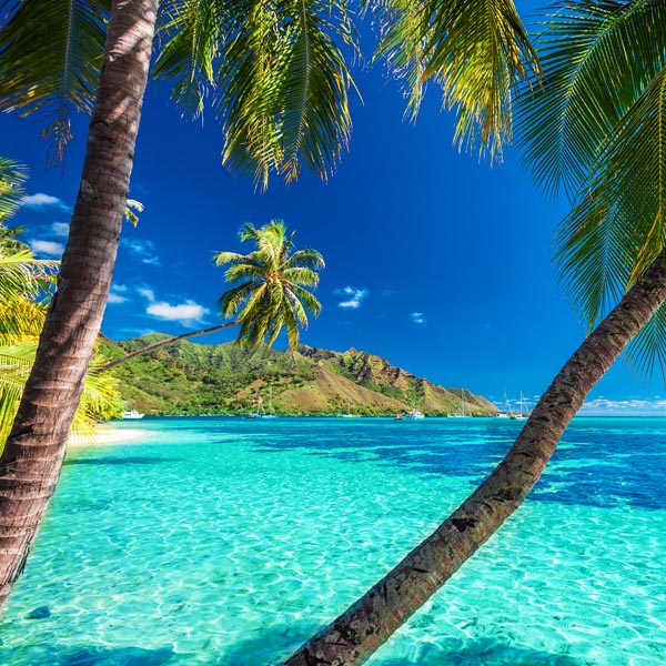 Moorea - Palmier sur une plage tropicale