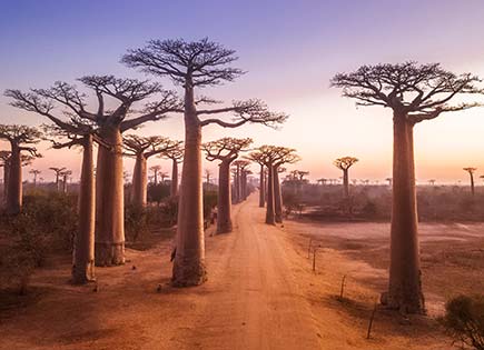 Madagascar / Afrique