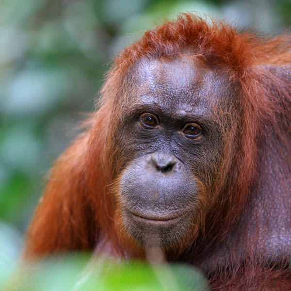 Animaux de la jungle de Bornéo