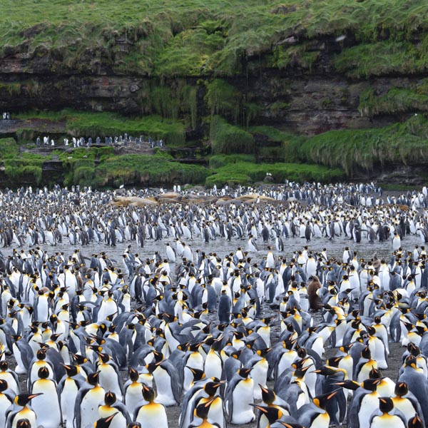 Colonie de pingouin