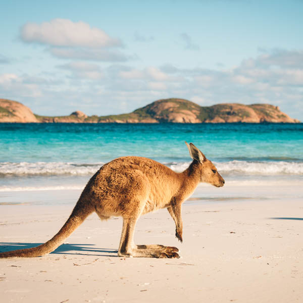 Kangourou / Australie