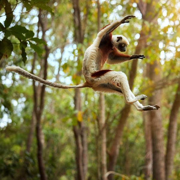 Saut de lémurien, le singe emblématique de Madagascar