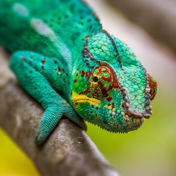 Caméléon / Animaux à La Réunion